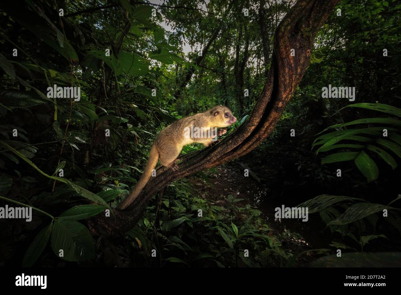 Kinkajou (Potos flavus) im Primärregenwald (Reha-Tier wird freigesetzt), Costa Rica Stockfoto