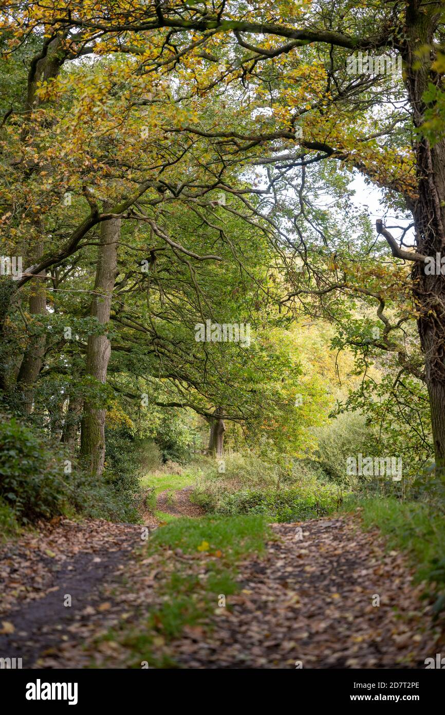 Blick auf einen Pfad in Poles Coppice Nature Reserve, Shropshire im Herbst mit Blättern auf dem Boden und die Bäume färben sich. Stockfoto