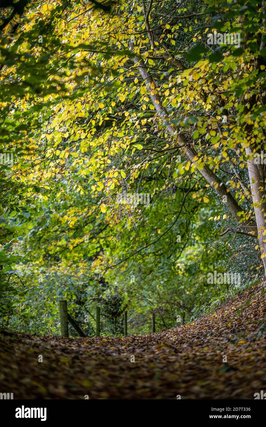 Blick auf einen Waldweg im Herbst auf Earl's Hill in Pontesbury, Shropshire mit gefallenen Blättern und Herbstfarben auf den Bäumen. Stockfoto