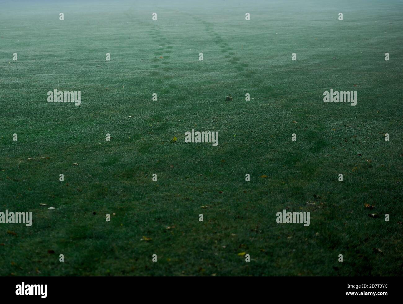 Zwei Sätze Fußabdrücke auf Gras an nassem, nebligen Morgen. Vollformat, Kopierbereich, horizontale Komposition. Stockfoto