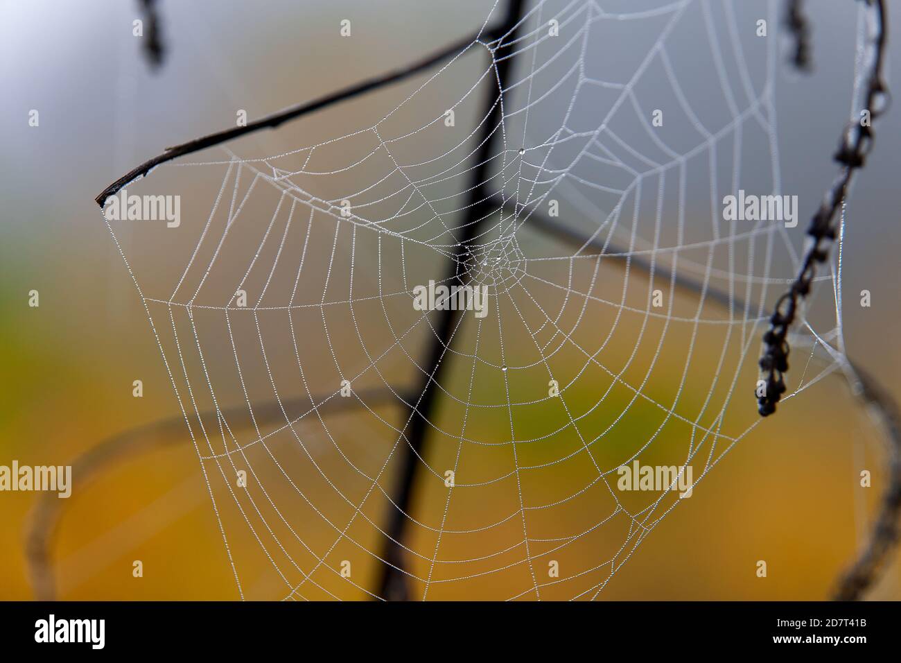 Nahaufnahme von Spinnennetz mit Tau, im Herbst. Vollformat, Farbfoto Stockfoto