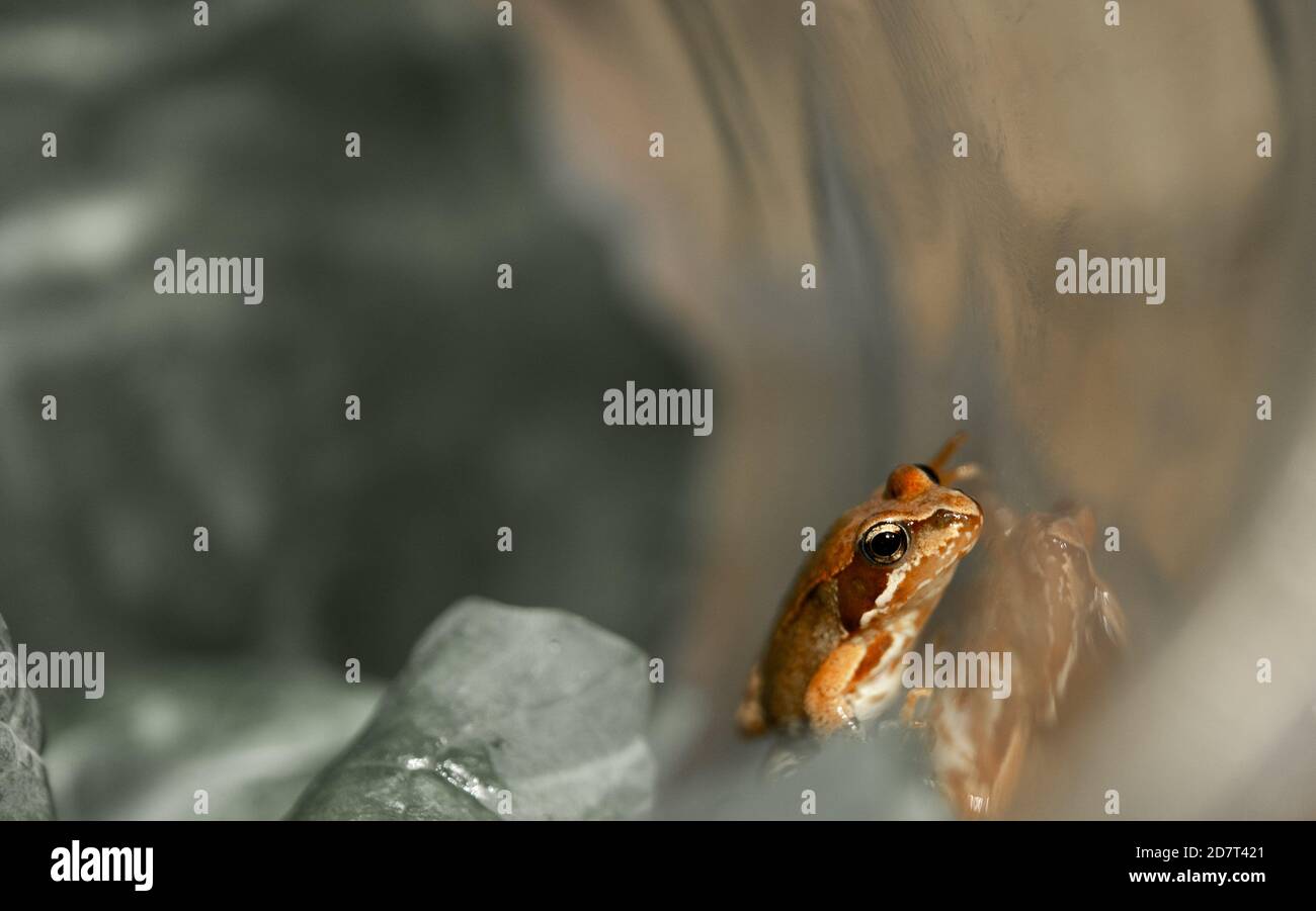 Isolierter Frosch klettert im Glas. Selektiver Fokus, Farbfotografie, Makro-, Naturfotografie. Stockfoto