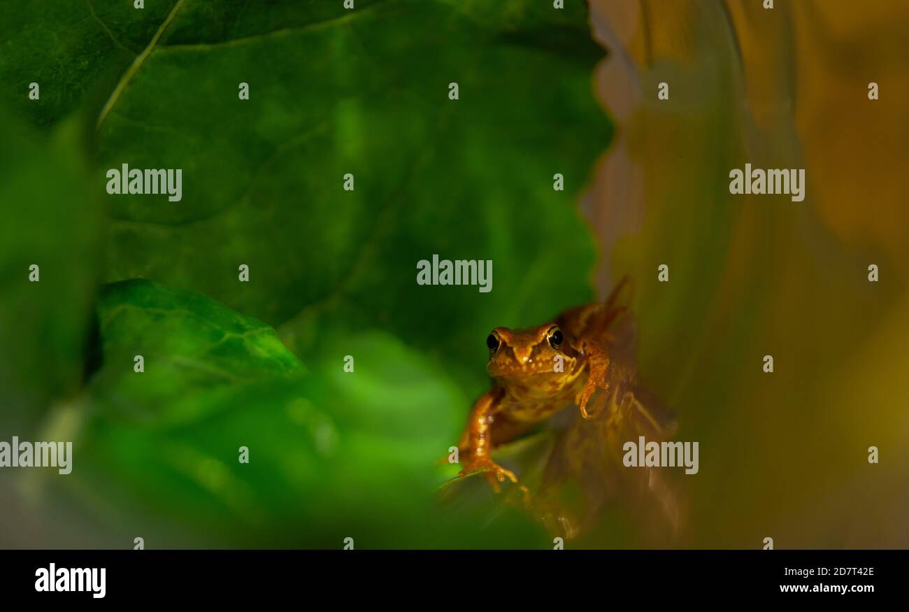 Isolierter Frosch klettert im Glas. Selektiver Fokus, Farbfotografie, Makro-, Naturfotografie. Stockfoto