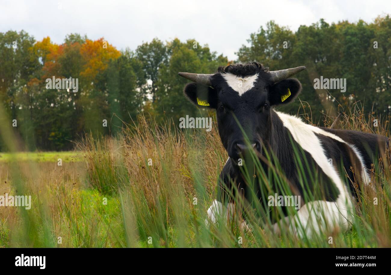 Kuh schaut auf Kamera im Feld auf dem Bauernhof. Horizontale Komposition, Kopierbereich, Vollformat, Farbfoto. Stockfoto