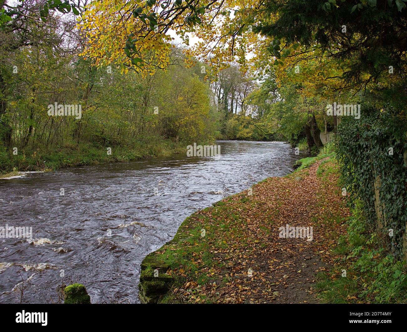 Herbstszene am Ufer des Doon in Dalrymple Ayrshire, Schottland. Stockfoto