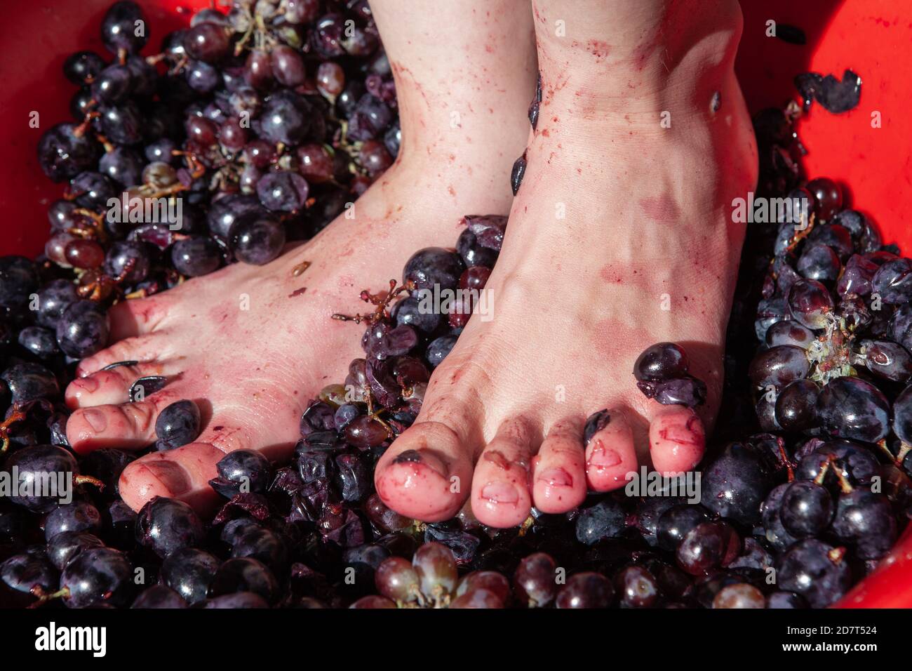 Frau zerquetscht die Füße der Trauben, um Wein zu machen Stockfoto