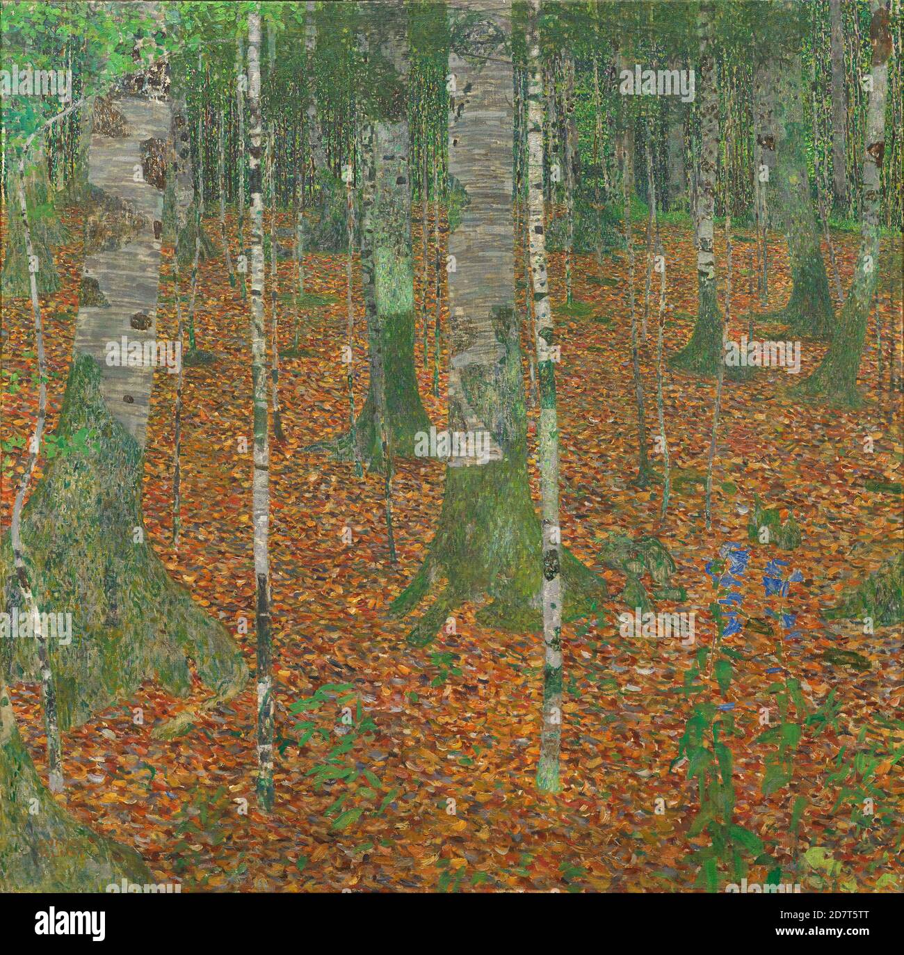 Titel: Das Birkenholz Ersteller: Gustav Klimt Datum: 1903 Medium: Öl auf Leinwand Maße: 110 x 110 cm Ort: Privatsammlung Stockfoto