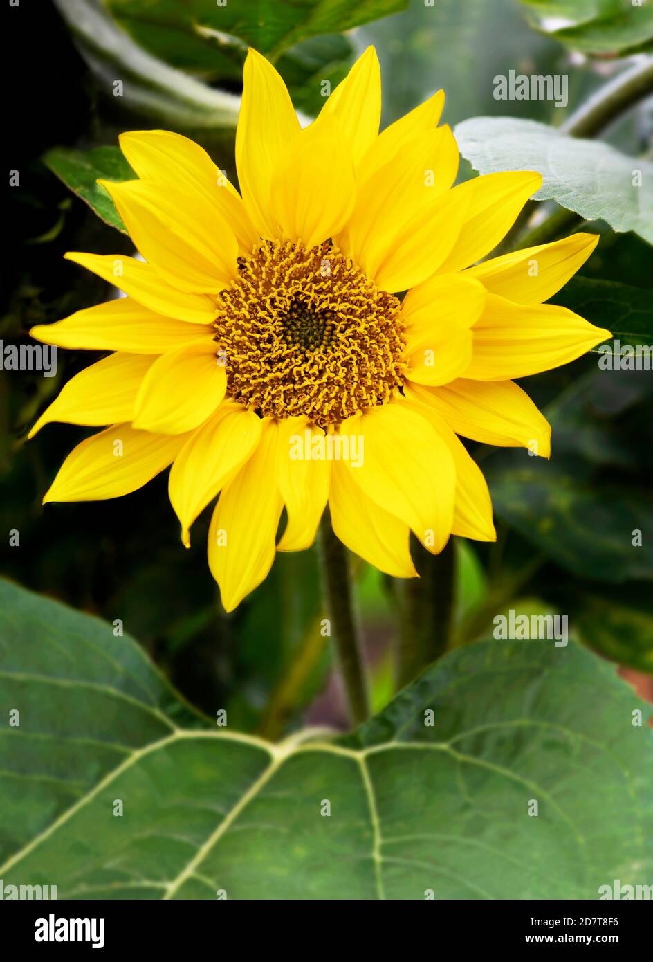 Atemberaubende einzelne Sonnenblume stand stolz in einem Garten, Zuteilung oder kleinen Holding Stockfoto