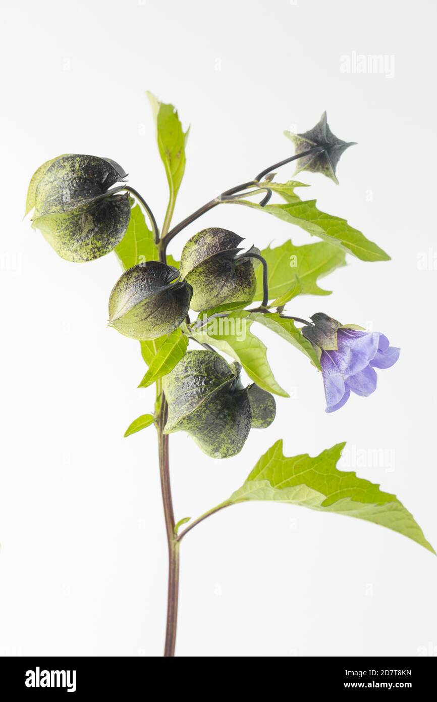 Ein blühendes Beispiel der Shoo-Fliegenpflanze, Nicandra physihalodes, das neben einer Straße wächst. Es ist in Südamerika heimisch. Weißer Hintergrund Stockfoto