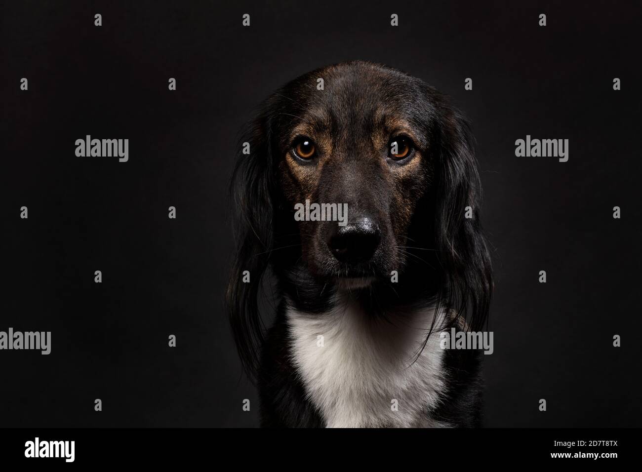Schöne Mischlingshund Porträt auf einem schwarzen Hintergrund, horizontale Studioaufnahme. Ein süßer Freund mit einem bunten Mantel, der gerade in den Kamer schaut Stockfoto