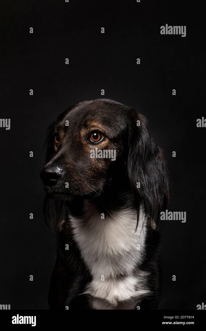 Schöne Mischlingshund Porträt auf einem schwarzen Hintergrund, vertikale Studioaufnahme. Ein netter Freund mit einem bunten Mantel, der nach links schaut Stockfoto