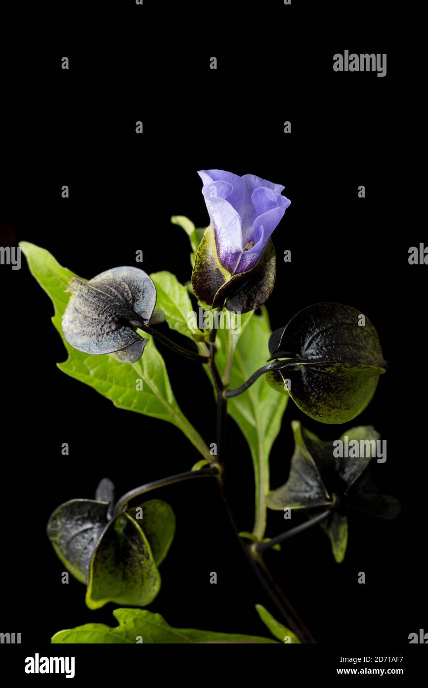 Ein blühendes Beispiel der Shoo-Fliegenpflanze, Nicandra physihalodes, das neben einer Straße wächst. Es ist in Südamerika heimisch. Schwarzer Hintergrund Stockfoto