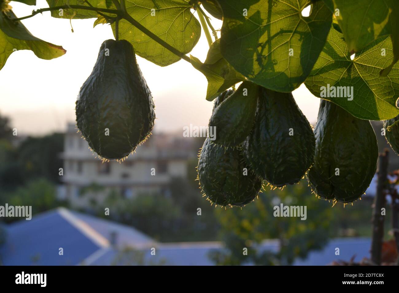 Chayote-Früchte hängen an ihrem Kriechgang. Foto aufgenommen in Kathmandu, Nepal Stockfoto