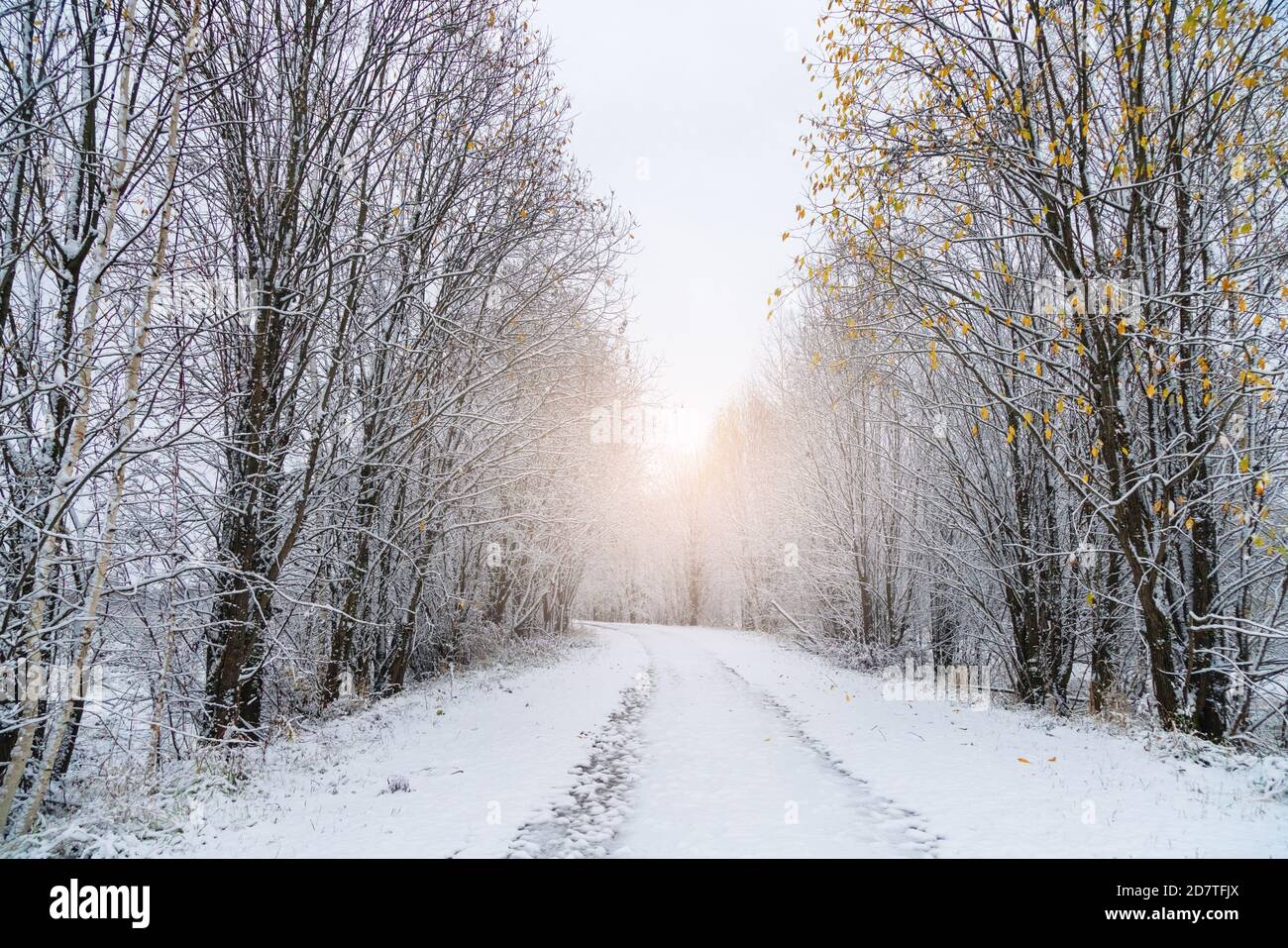 Winter Straße durch den Wald Stockfoto