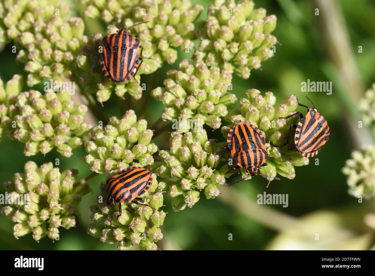 Gruppe von gestreiften Schildbugs, Graphosoma lineatum, Fütterung von gewöhnlicher Hogweed, Heracleum sphondylium, umbelliferer Pflanzen Stockfoto