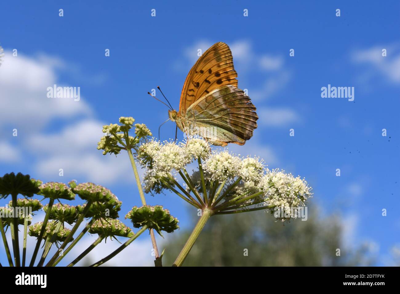 Silbergewaschene Fritillary Butterfly, Argynnis paphia, Fütterung von umbelliferen Pflanzen gegen Blue Sky Stockfoto