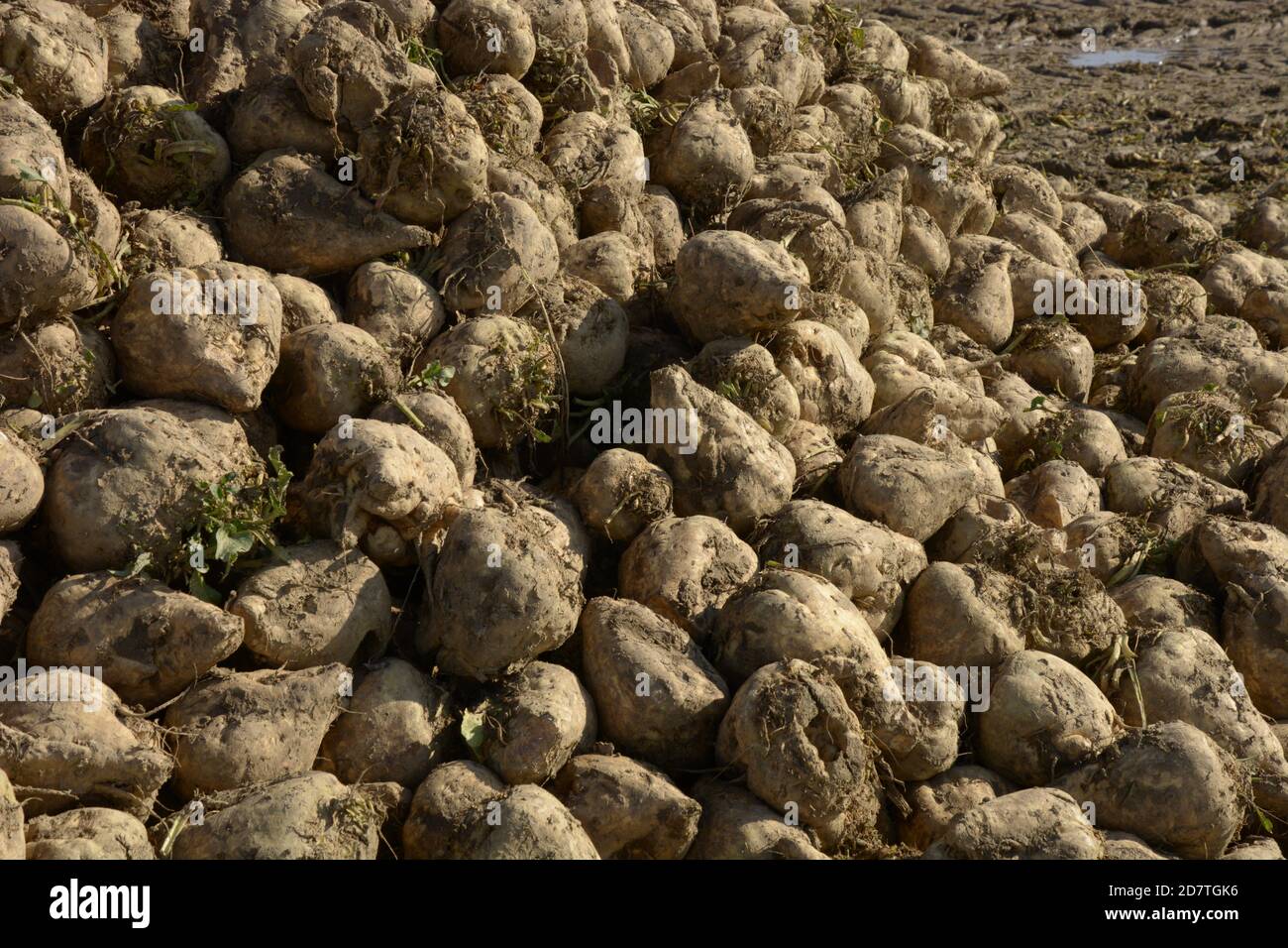 Die Gruppe der schmutzigen Zuckerrüben nach der Ernte in der Landwirtschaft Querformat Stockfoto