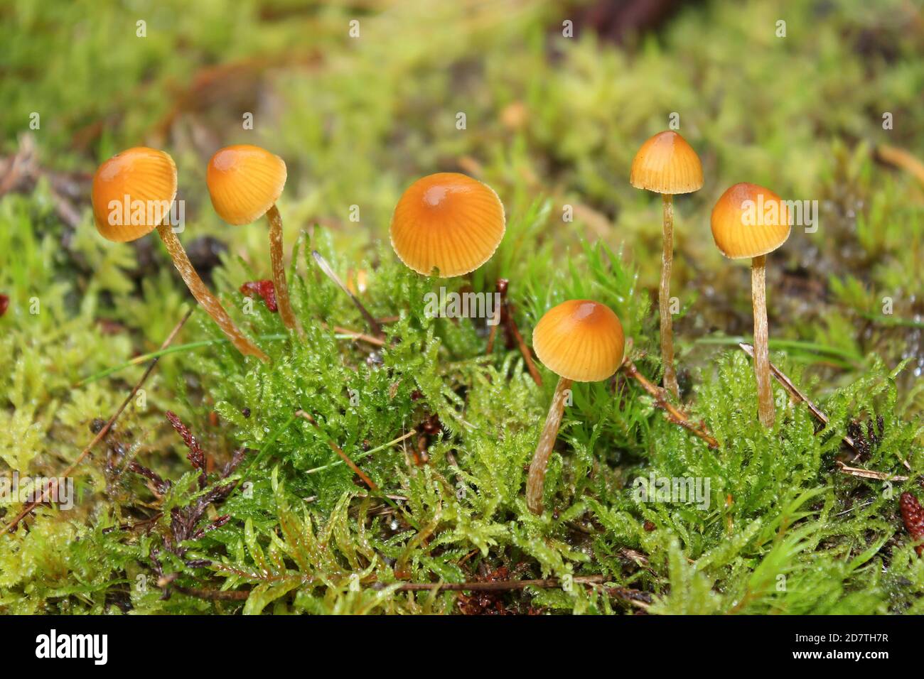 Orange Mosscap Rickenella fibula Stockfoto