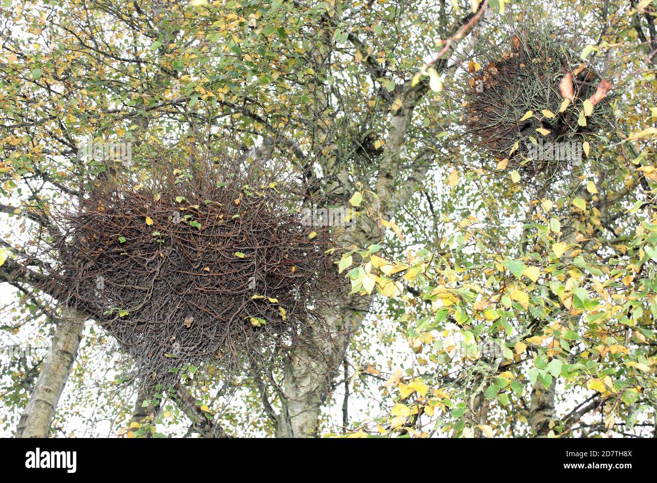 Hexenbesen oder Hexenbesen auf Silver Birch Tree Betula Pendula verursacht durch den Pilz Taphrina betulina Stockfoto