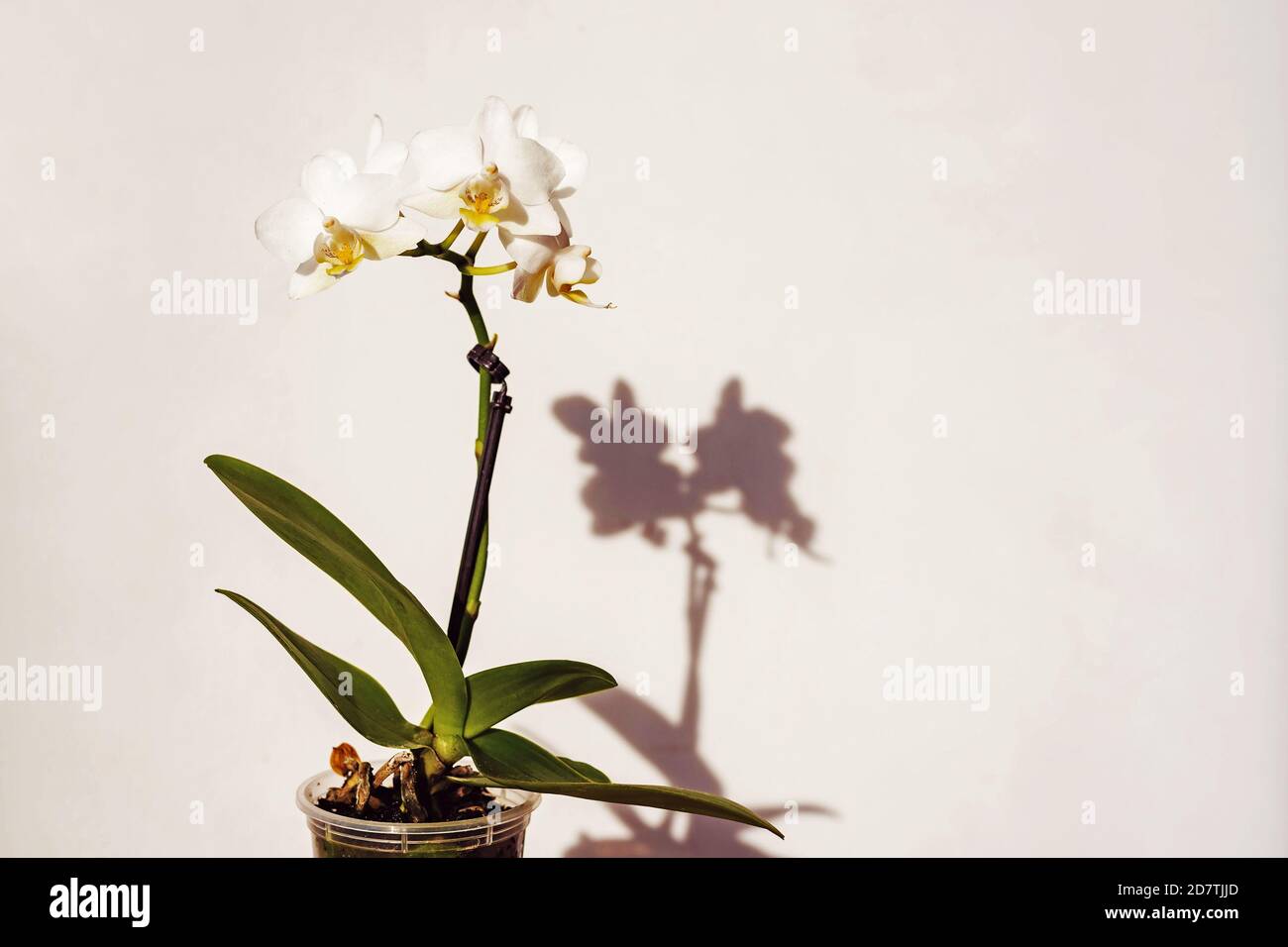 Zimmerpflanzen Orchideen in Topf, Topfblume und Schatten Stockfoto