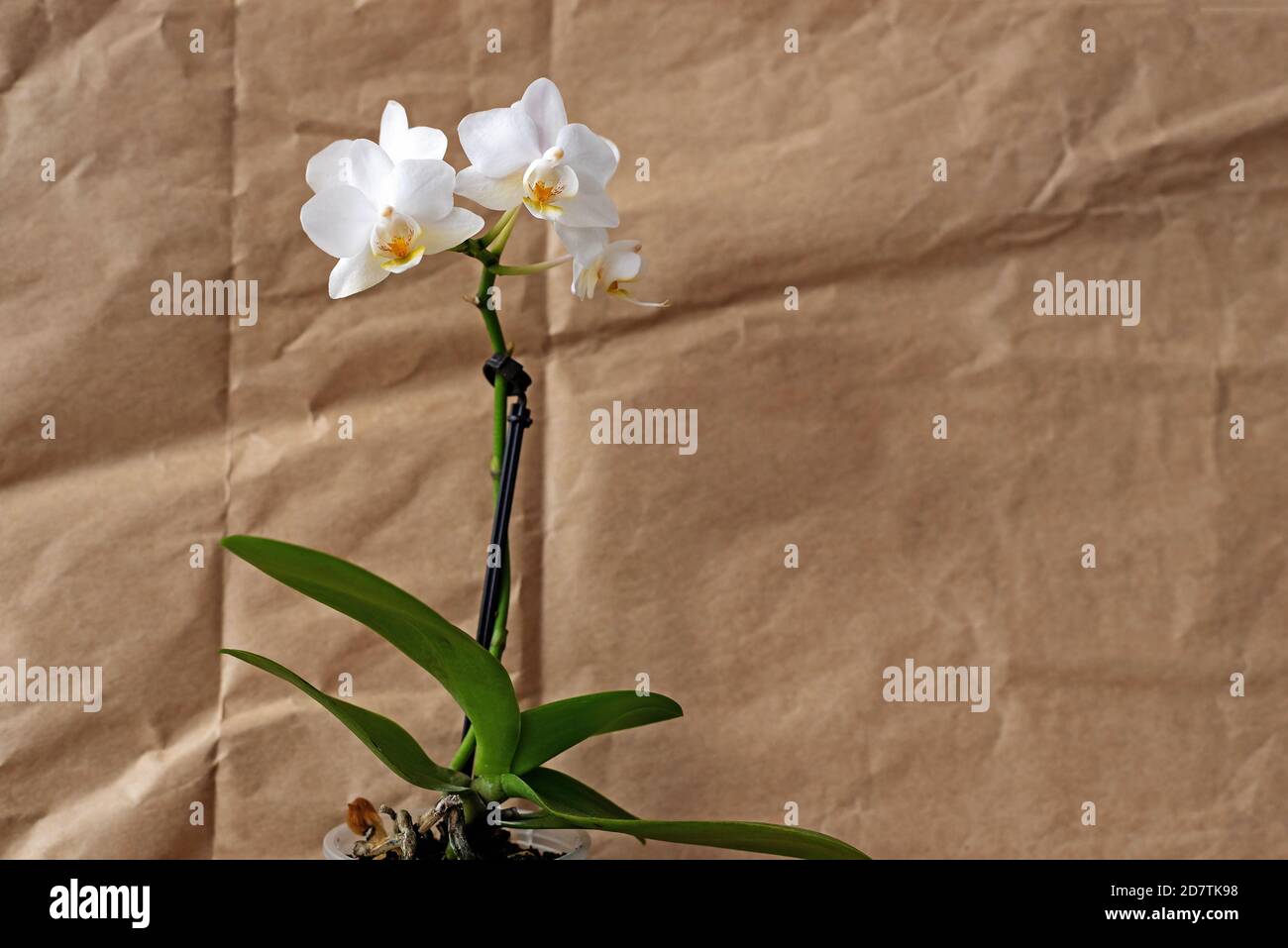 Blühende weiße Orchidee und Vintage-Papier Kopierer Platz Stockfoto