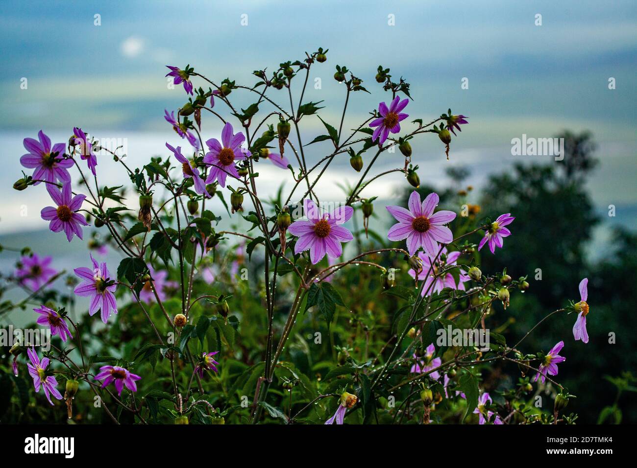 Rosafarbene Wilddahlie fotografiert im Ngorongoro Conservation Area, Tansania Stockfoto