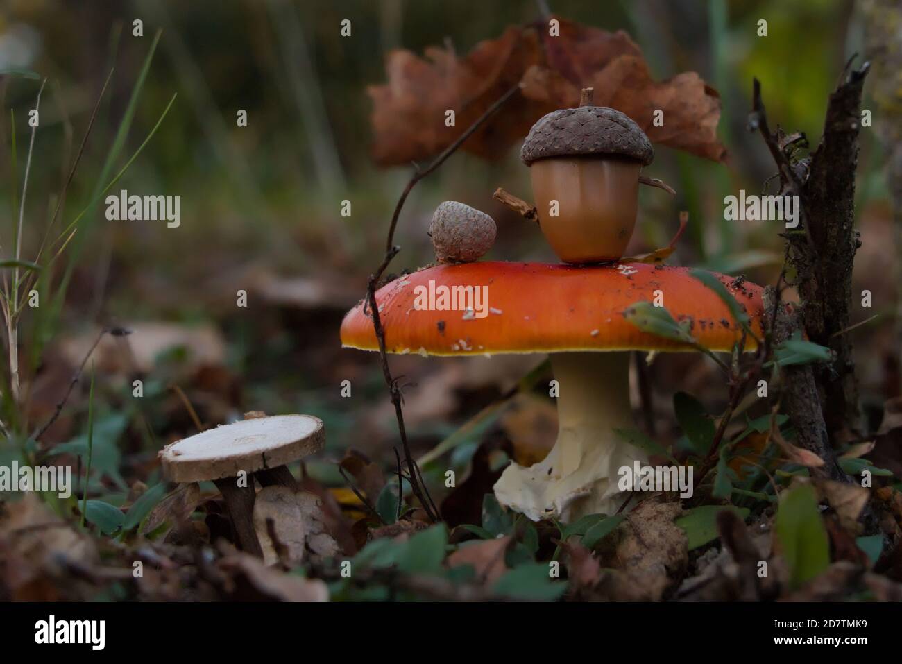 Miniatur-Teeszene, mit einer Fliegenpilz (Amanita muscaria) als Tisch Stockfoto