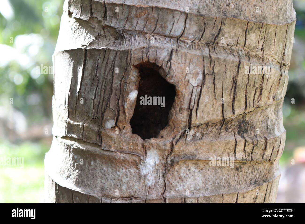 Dies ist jemandes Zuhause im Stamm eines Kokosnussbaums. Stockfoto