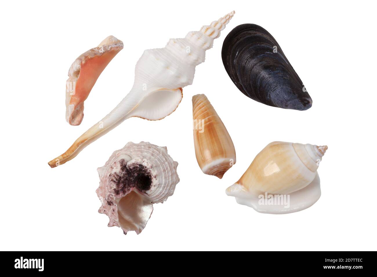 Seemuscheln aus der Nähe isoliert auf weißem Hintergrund Stockfoto