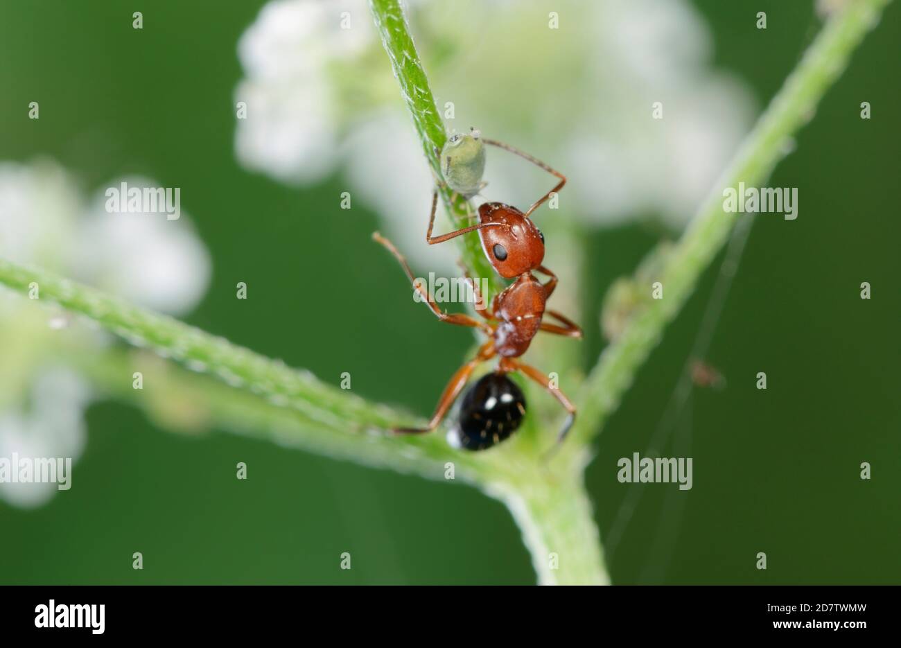 Acrobat Ant (Crematogaster spp), Erwachsene Melken von Blattläusen, Hill Country, Central Texas, USA Stockfoto