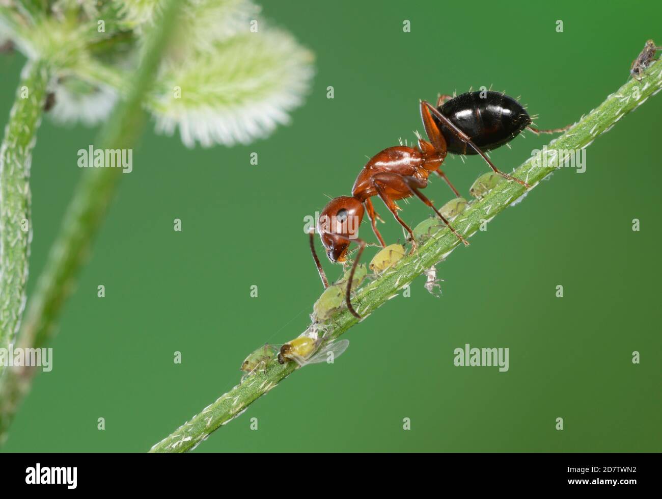 Acrobat Ant (Crematogaster spp), Erwachsene Melken von Blattläusen, Hill Country, Central Texas, USA Stockfoto