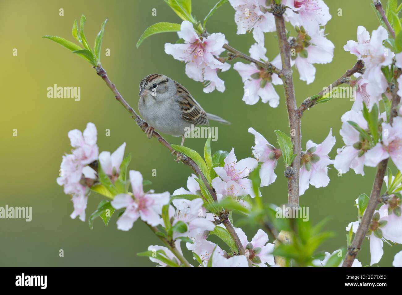 Chipping Sparrow (Spizella passerina), Erwachsener auf blühenden Pfirsichbaum (Prunus persica), Hill Country, Central Texas, USA Stockfoto