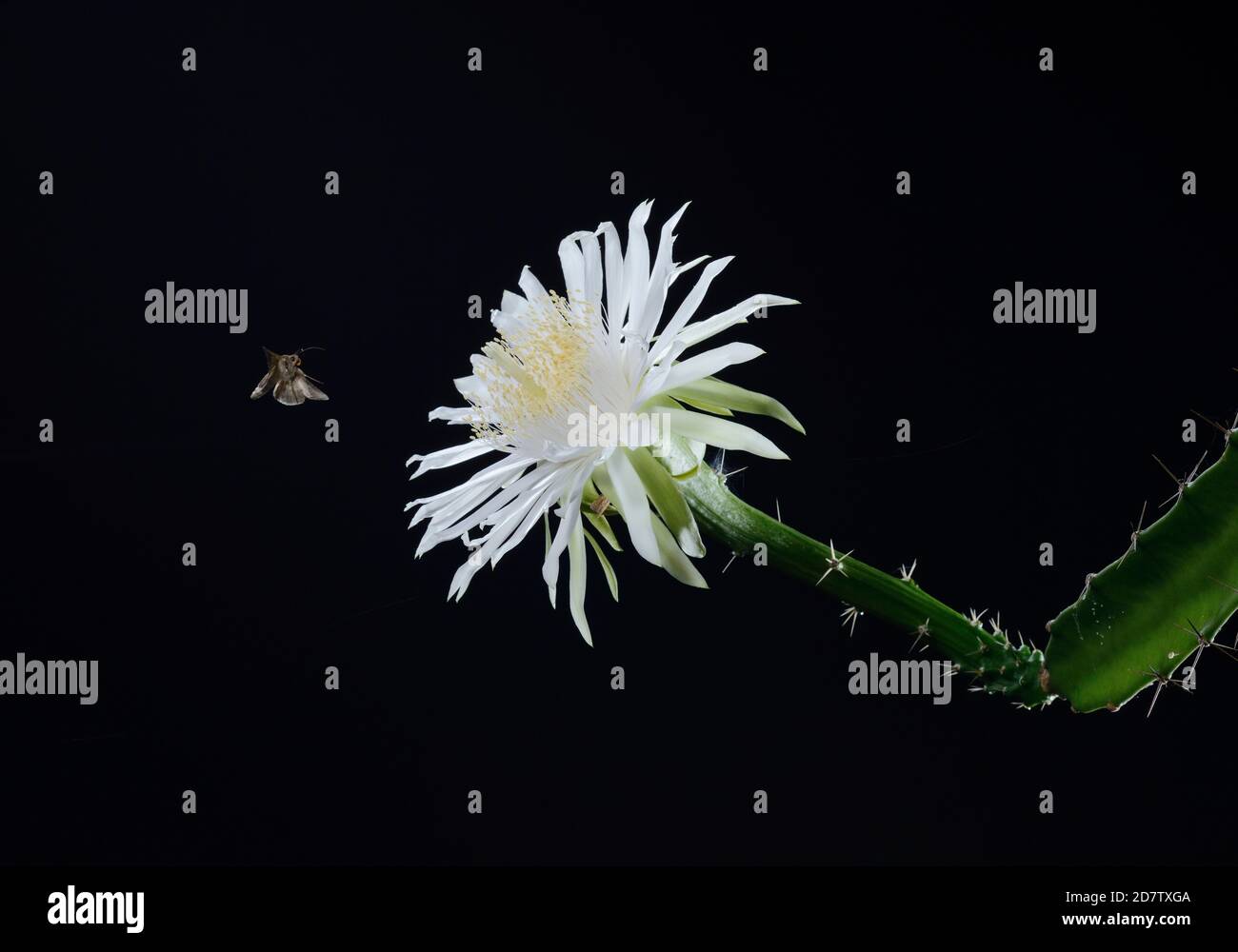Sphinx Moth (Sphingidae), Erwachsener in der Nacht trinken aus der Nacht-blühenden Cereus (Peniocereus greggii), Hill Country, Texas, USA Stockfoto