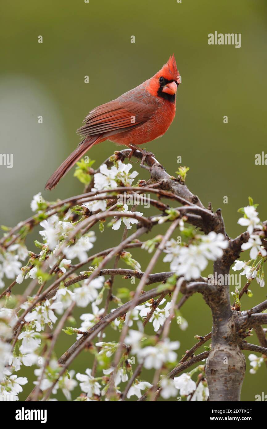 Nördlicher Kardinal (Cardinalis cardinalis), erwachsener Rüde, der auf blühendem weinenden Kirschbaum (Prunus sp.) thront, Hill Country, Central Texas, USA Stockfoto