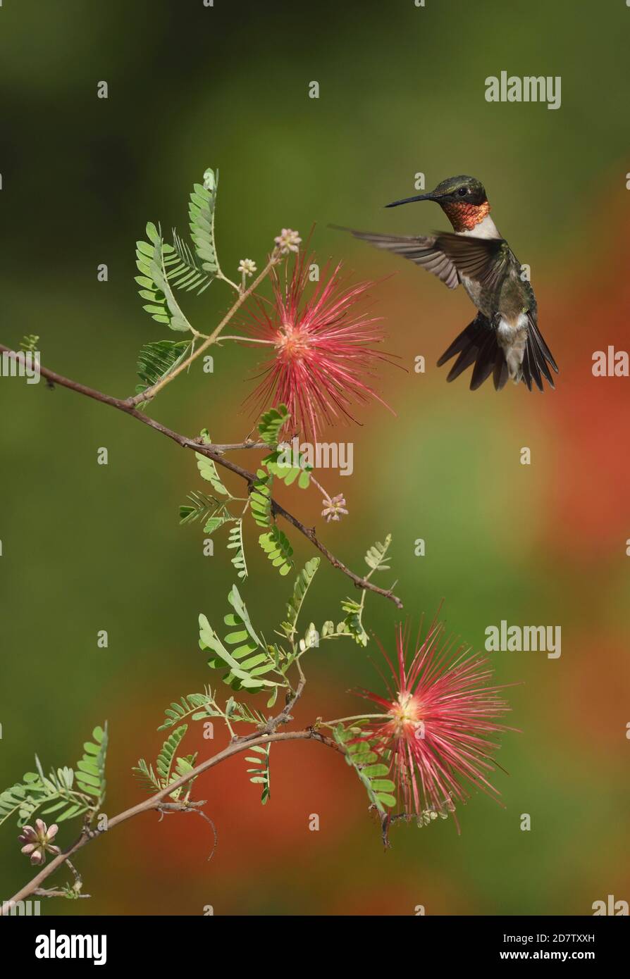 Rubinkehlen-Kolibri (Archilochus colubris), Männchen füttert auf Fairy Duster (Calliandra eriophylla), Hill Country, Central Texas, USA Stockfoto