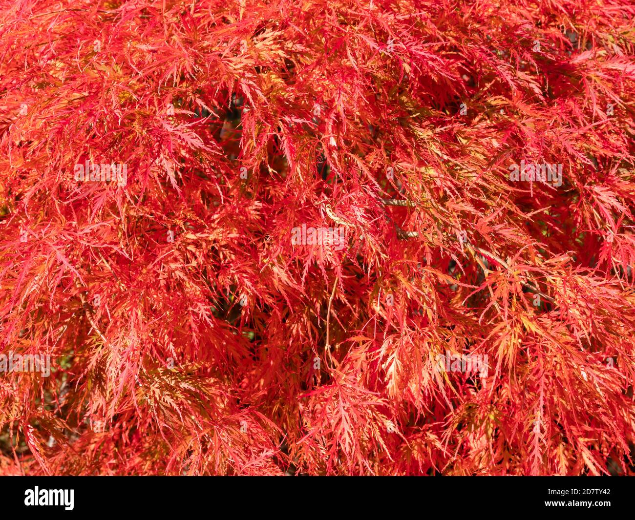 Leuchtend rote Blätter und Früchte eines japanischen Ahornbaums (Acer japonicum) Stockfoto