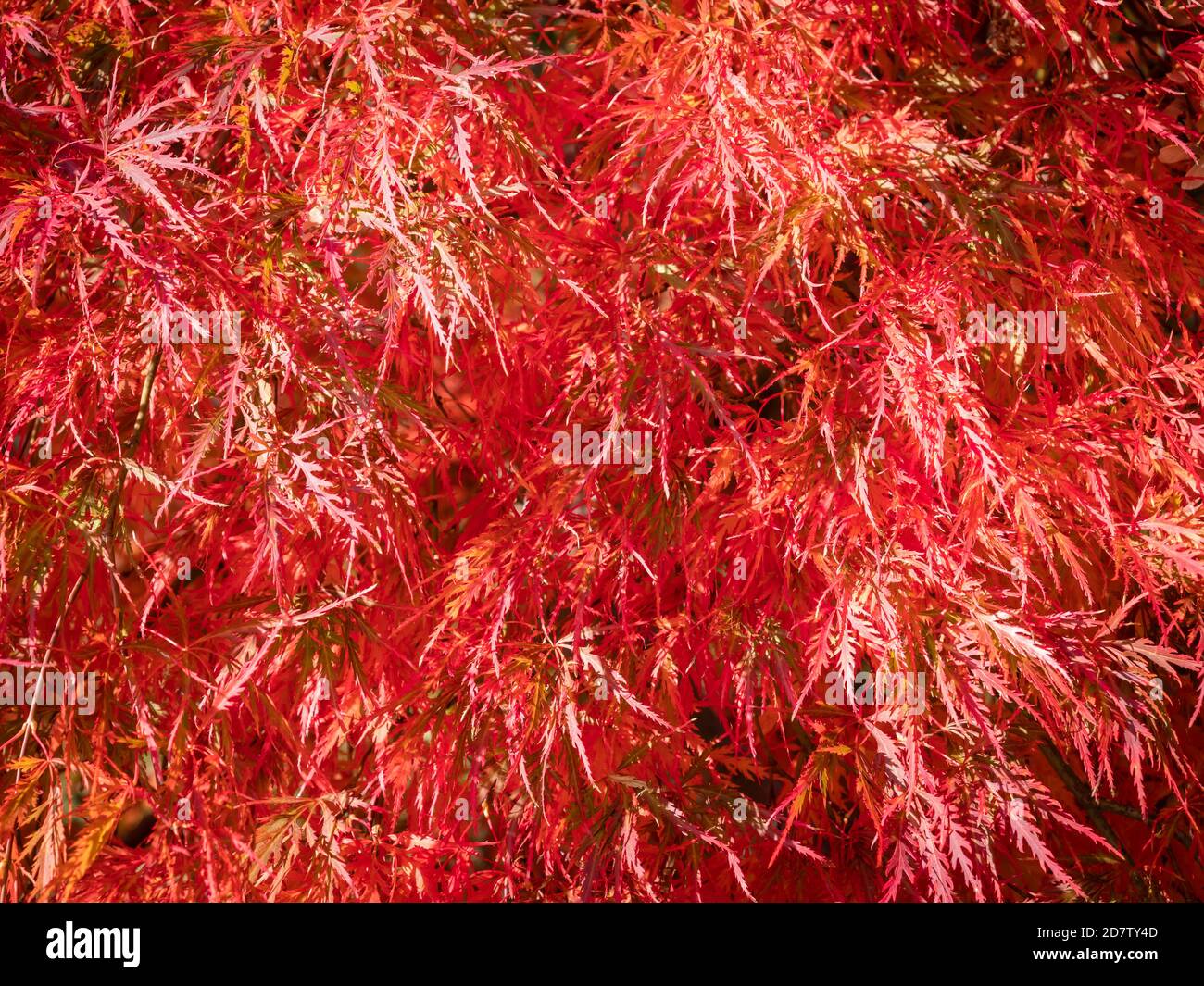 Leuchtend rote Blätter und Früchte eines japanischen Ahornbaums (Acer japonicum) Stockfoto