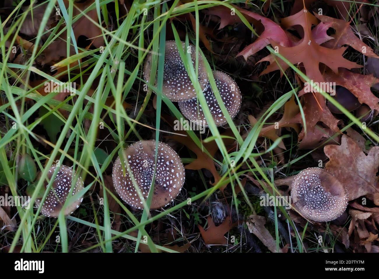 Draufsicht auf eine Gruppe von Pilzen im Gras Stockfoto