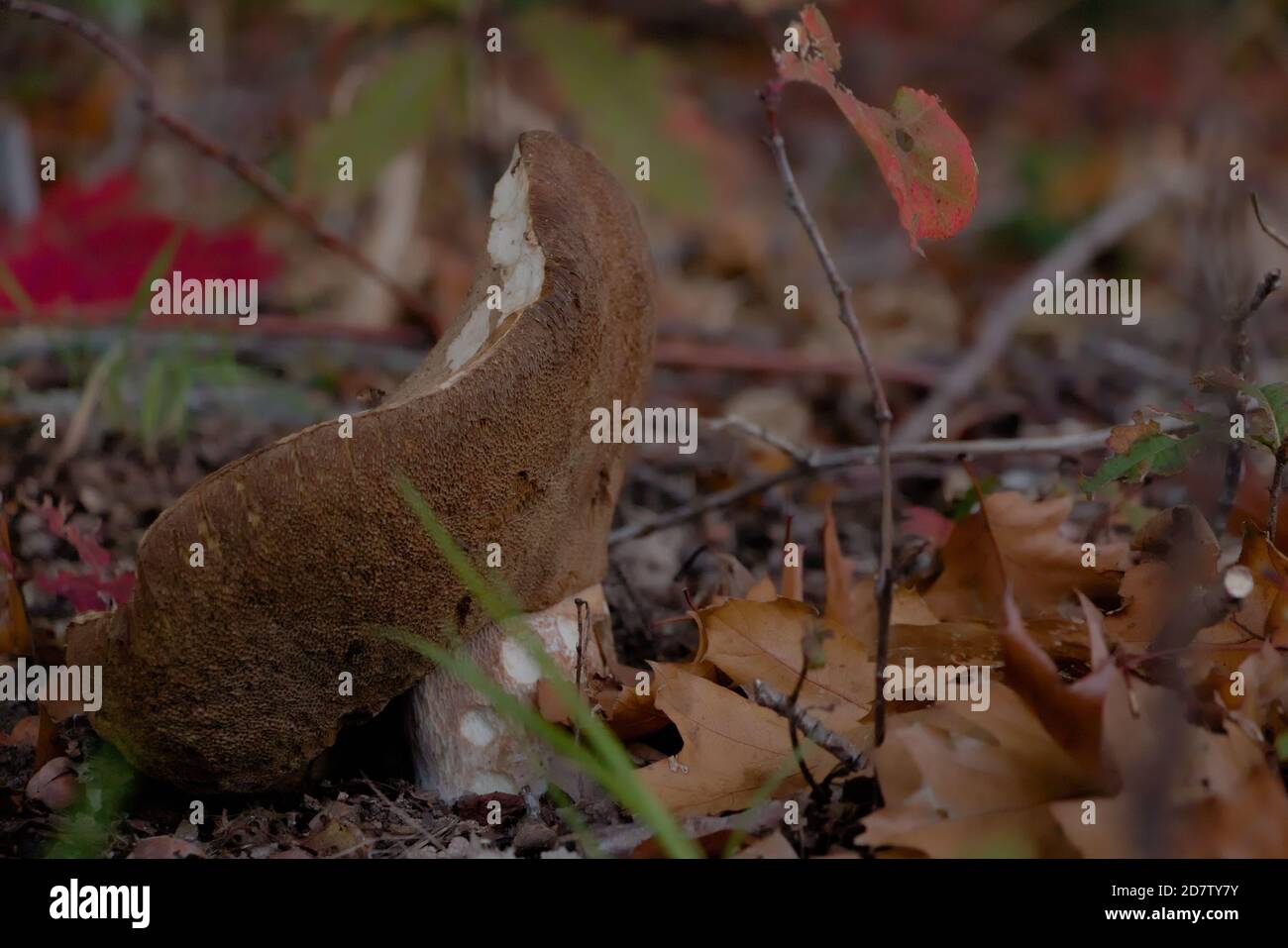 Überreifes cep (Boletus edulis) im Wald Stockfoto