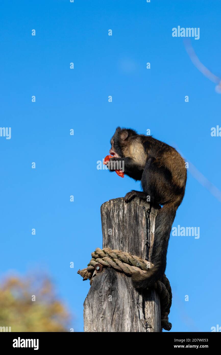 Goldbauchige Kapuziner (lat. Cebus xanthosternos) Diese Kapuzineraffen leben in Gruppen von etwa 3-30 Individuen mit einer Hierarchie Stockfoto