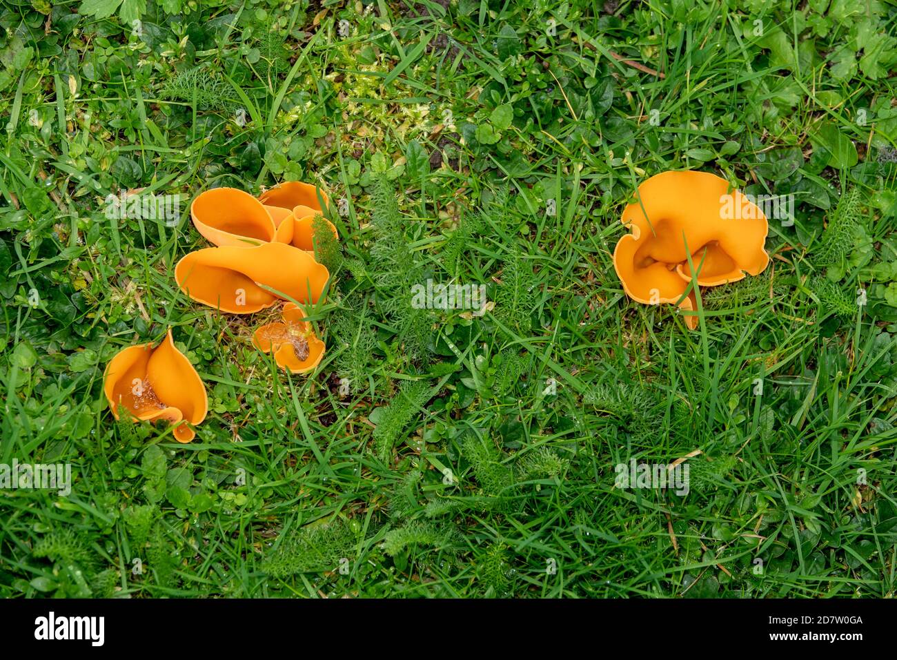 Orange Peel Pilz in Suffolk Stockfoto