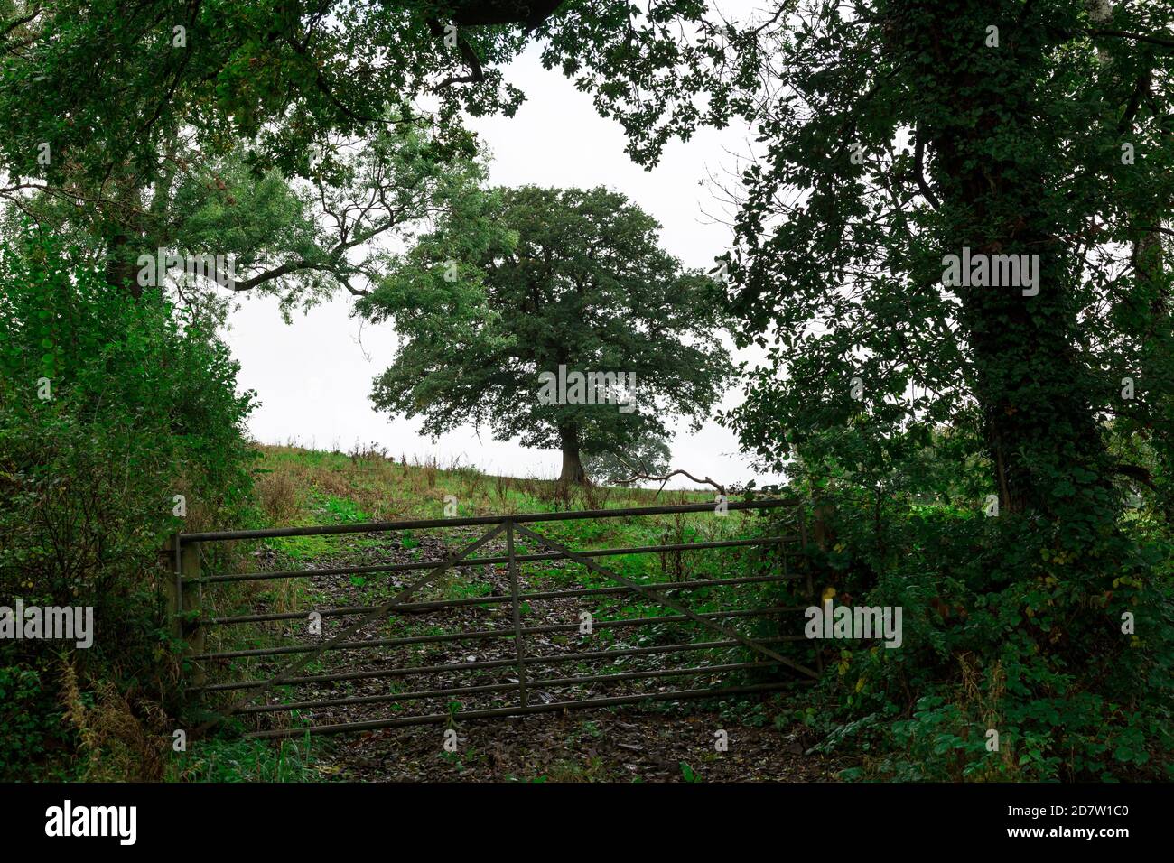 Geschlossenes Tor in ein Grasfeld Stockfoto