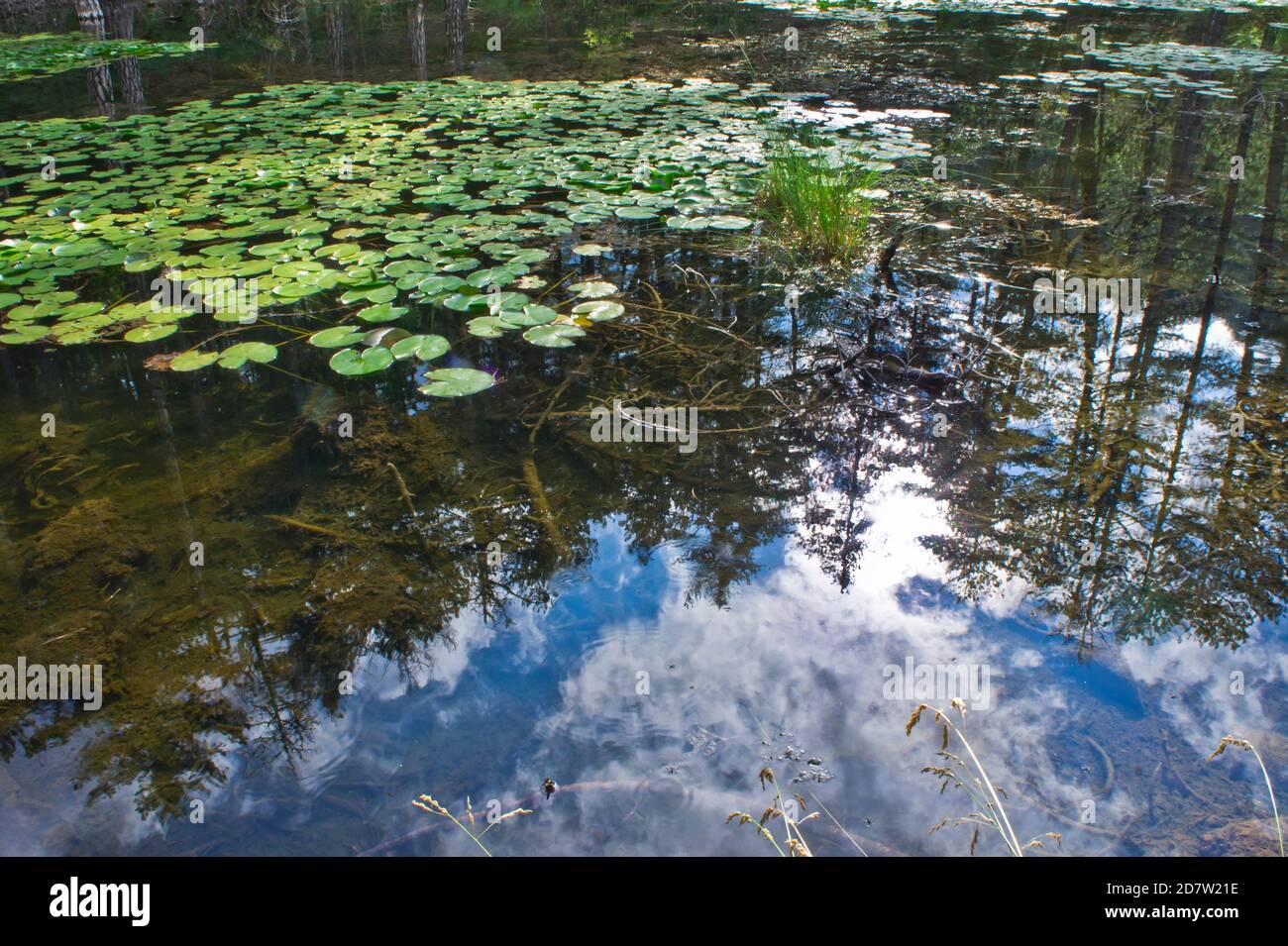 Kleine Seenspiegelung, Naturlandschaft in Epirus, Ioannina, Griechenland Stockfoto