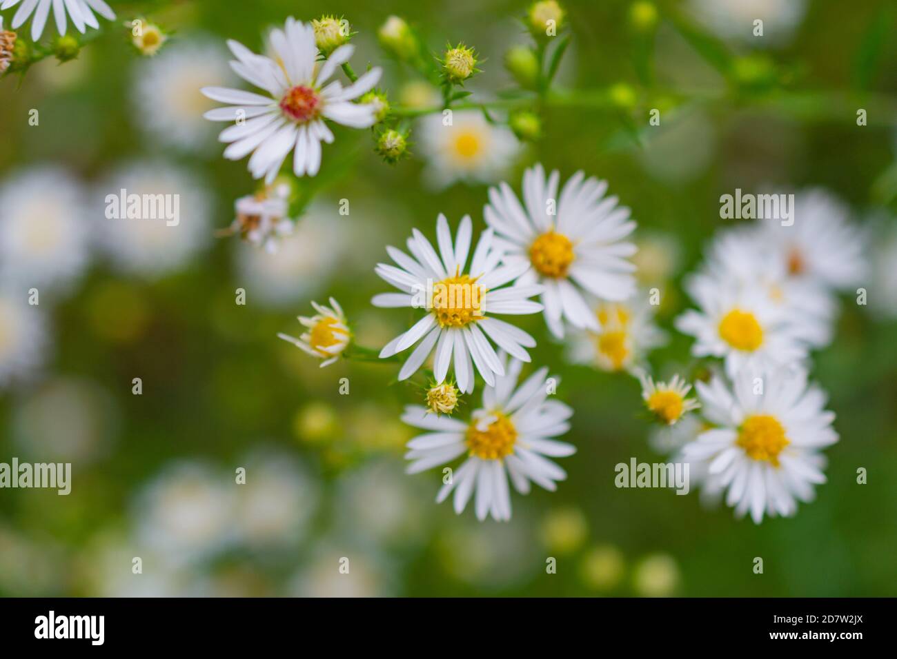 Weißer Heidestern, der auf einer Wiese wächst Stockfoto