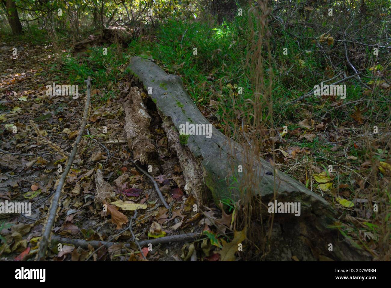 Zersetzende Baumstamm in der Nähe des Wanderweges bei Cape Woods Stockfoto