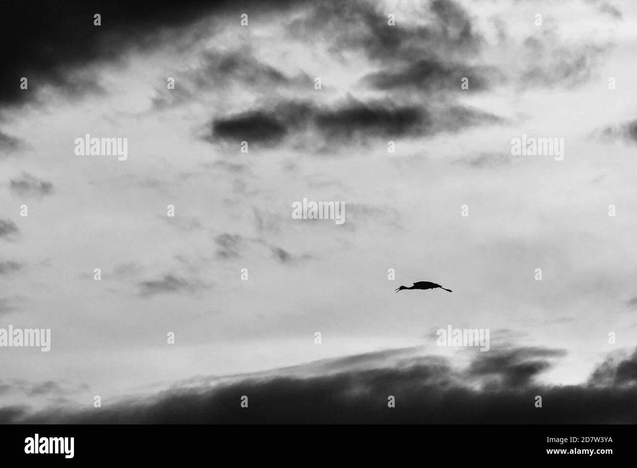 Einsamer Sandhügel Kran huping während der Navigation ein Sturm, Bosque del Apache Wildlife Refugium. Schwarzweiß-Foto Stockfoto