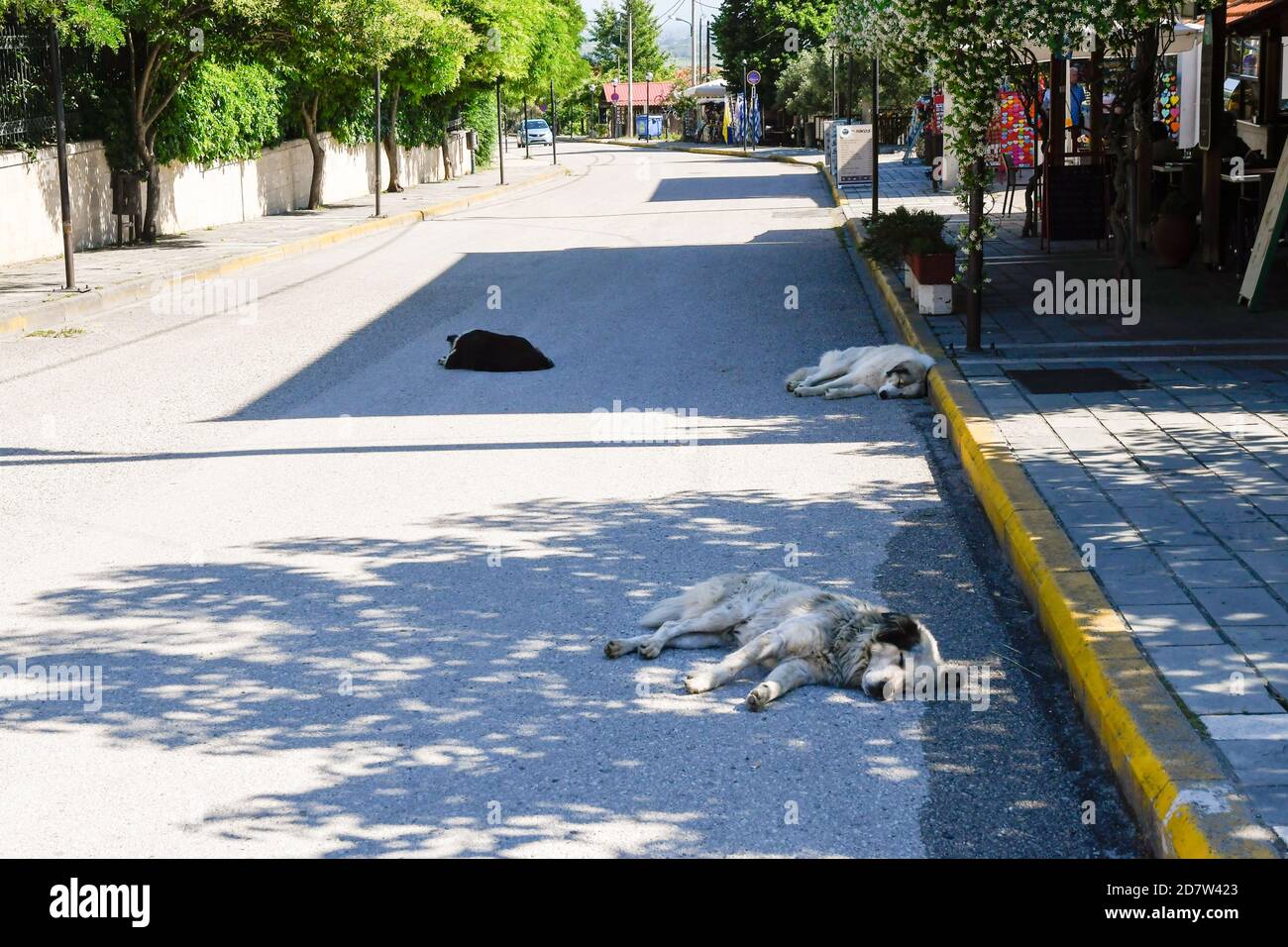 Hunde schlafen unbehelligt auf der Straße an einem faulen Samstag in Vergina, Griechenland (Standort des Grabes von Philipp II. Und anderen antiken Grabstätten) Stockfoto