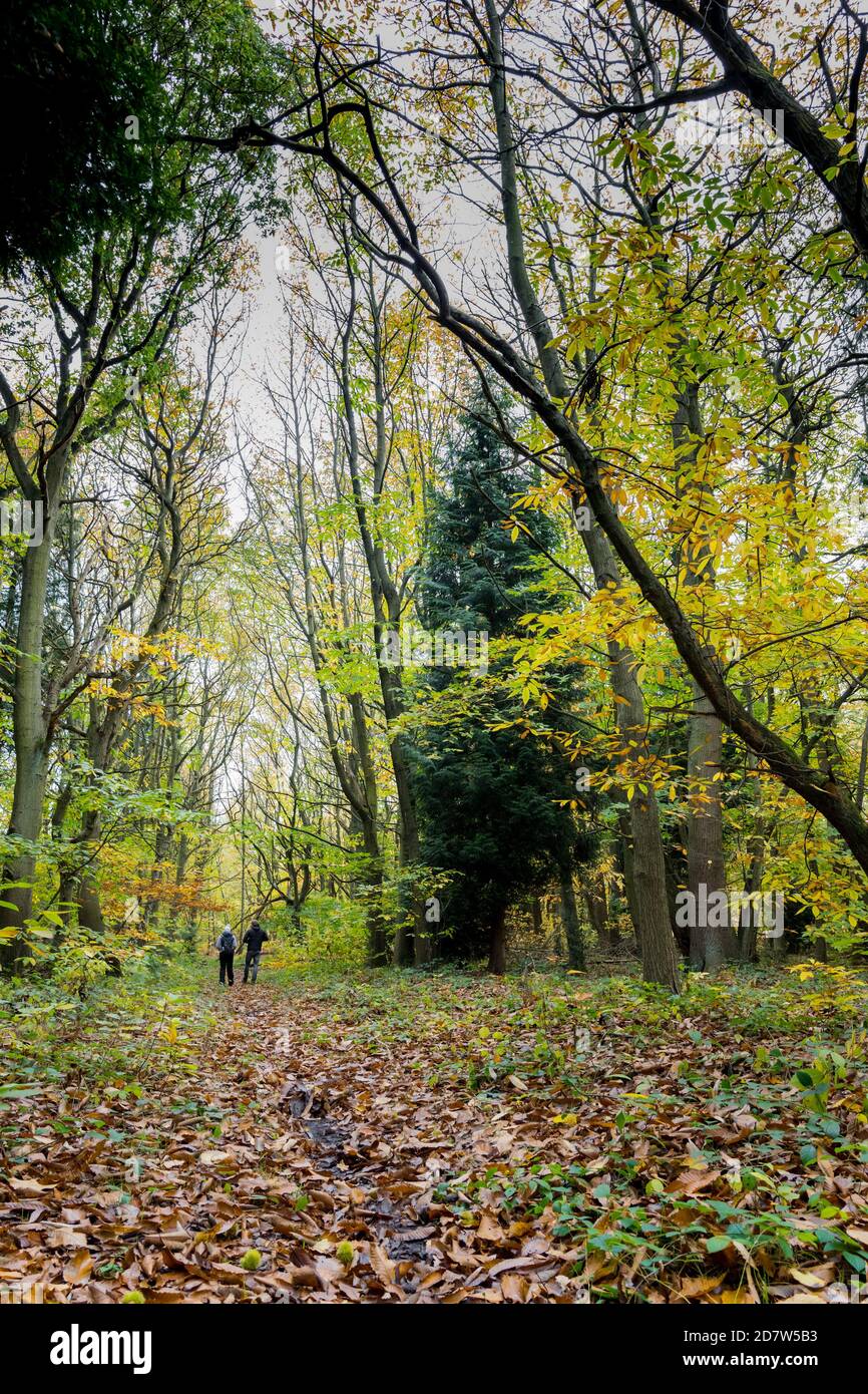 Menschen, die auf einem Reitweg durch einen typischen Mischwald im Sherwood Forest aus Nadelbäumen und Laubbäumen wandern. Stockfoto