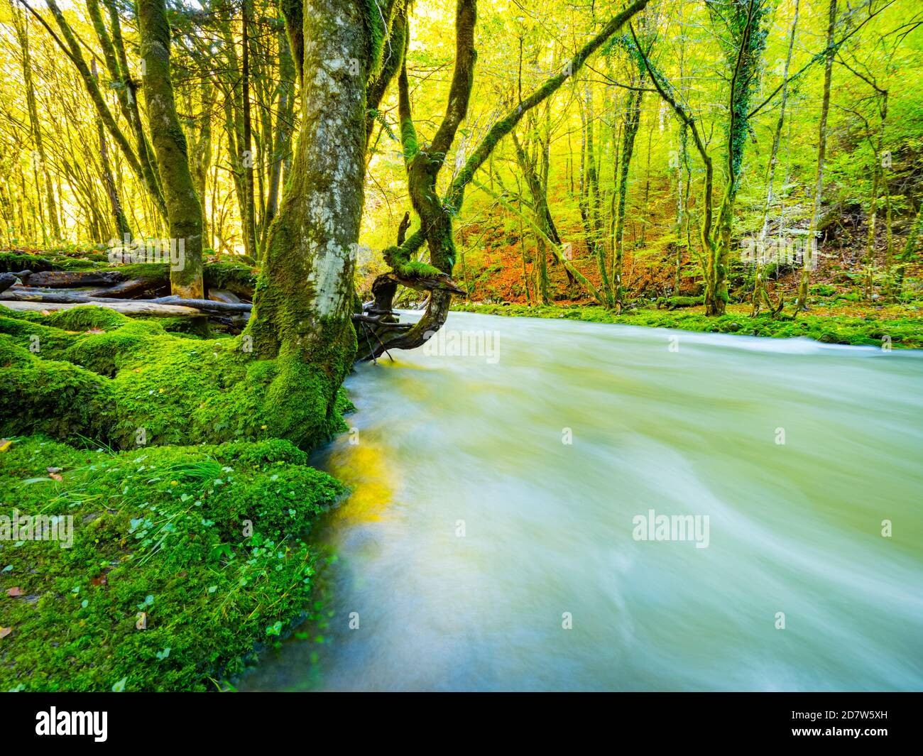 Riverline Küste Küste Wasser Fluss Curak Wasserfluss lange Exposition in Zeleni vir in Kroatien Europa gelblich Morgenlicht Autumnvibes Autumnvibe Stockfoto