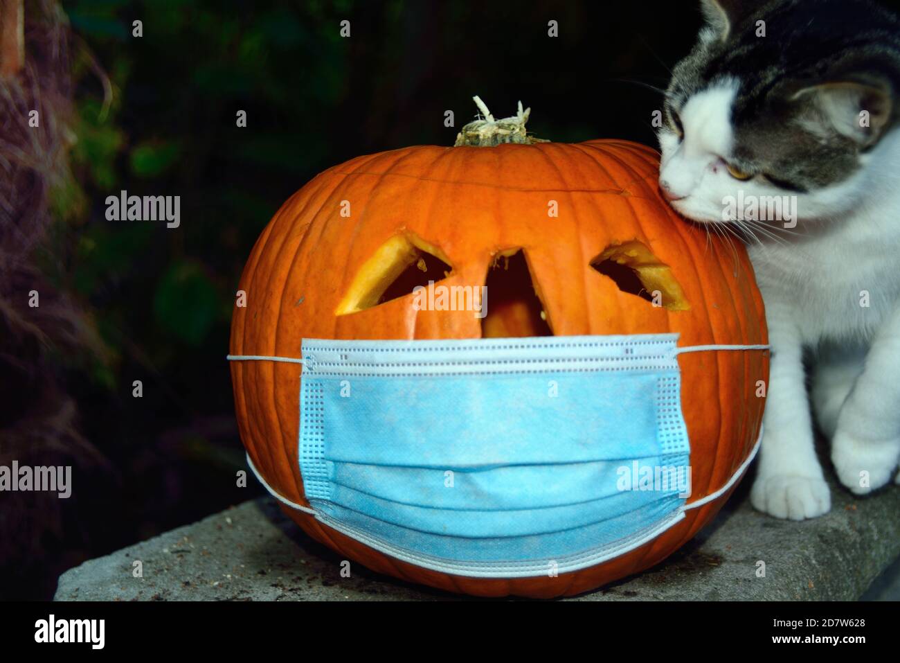 halloween cat mask stockfotos und bilder kaufen alamy